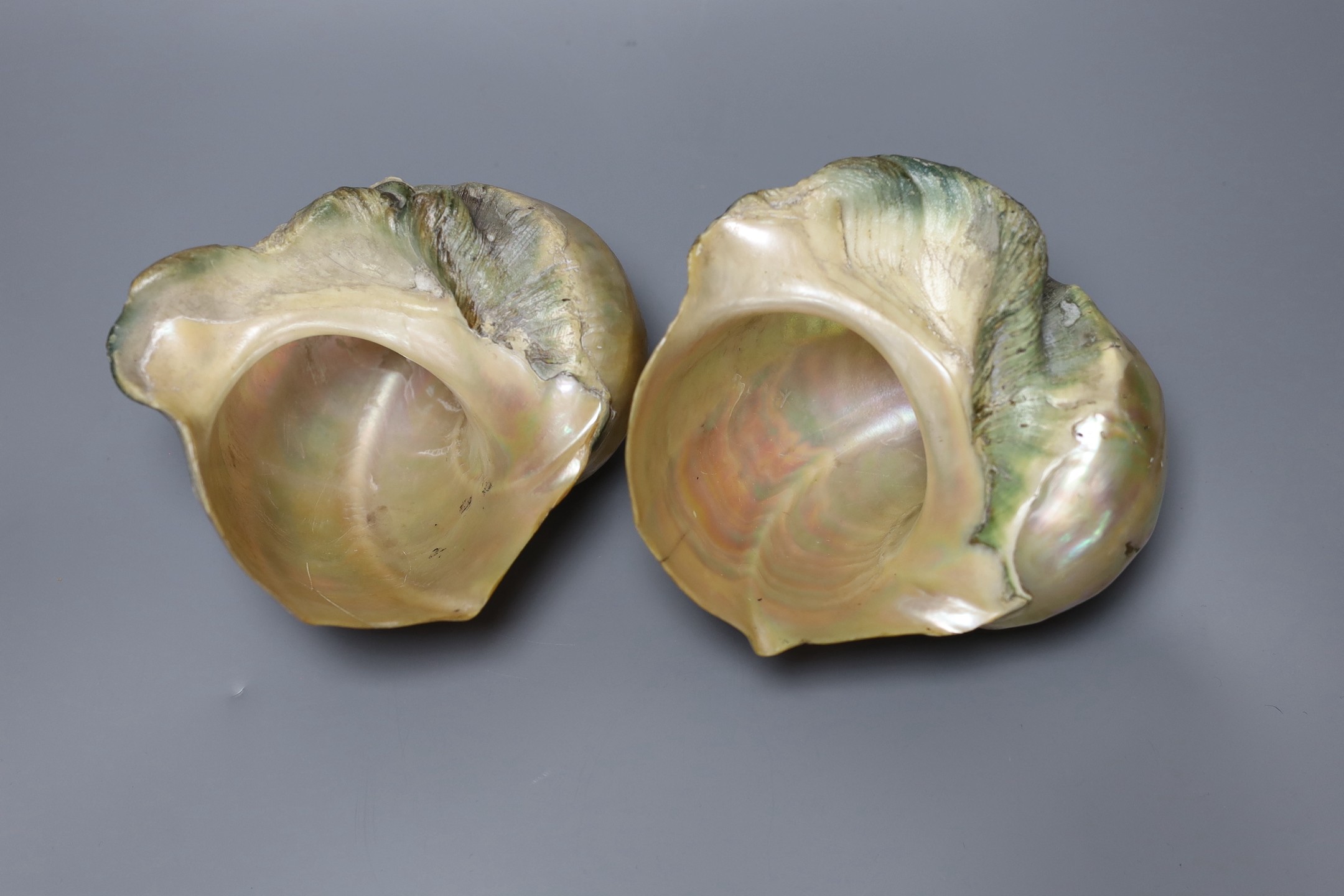 Two inscribed opalescent sea shells, both dated 1856
